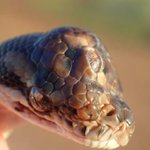 「第三の目を持つヘビ」オーストラリアで発見される!世界初だよ。