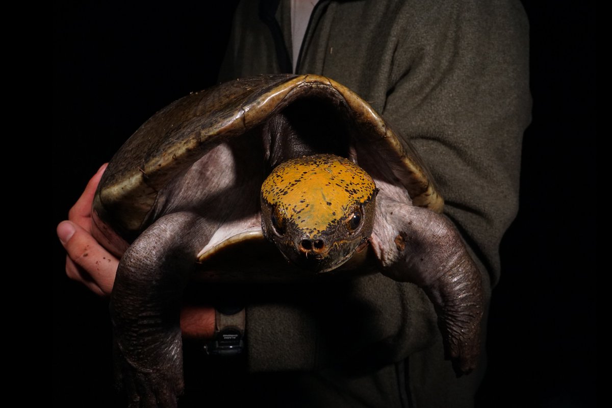 Donald McKnight tweet media