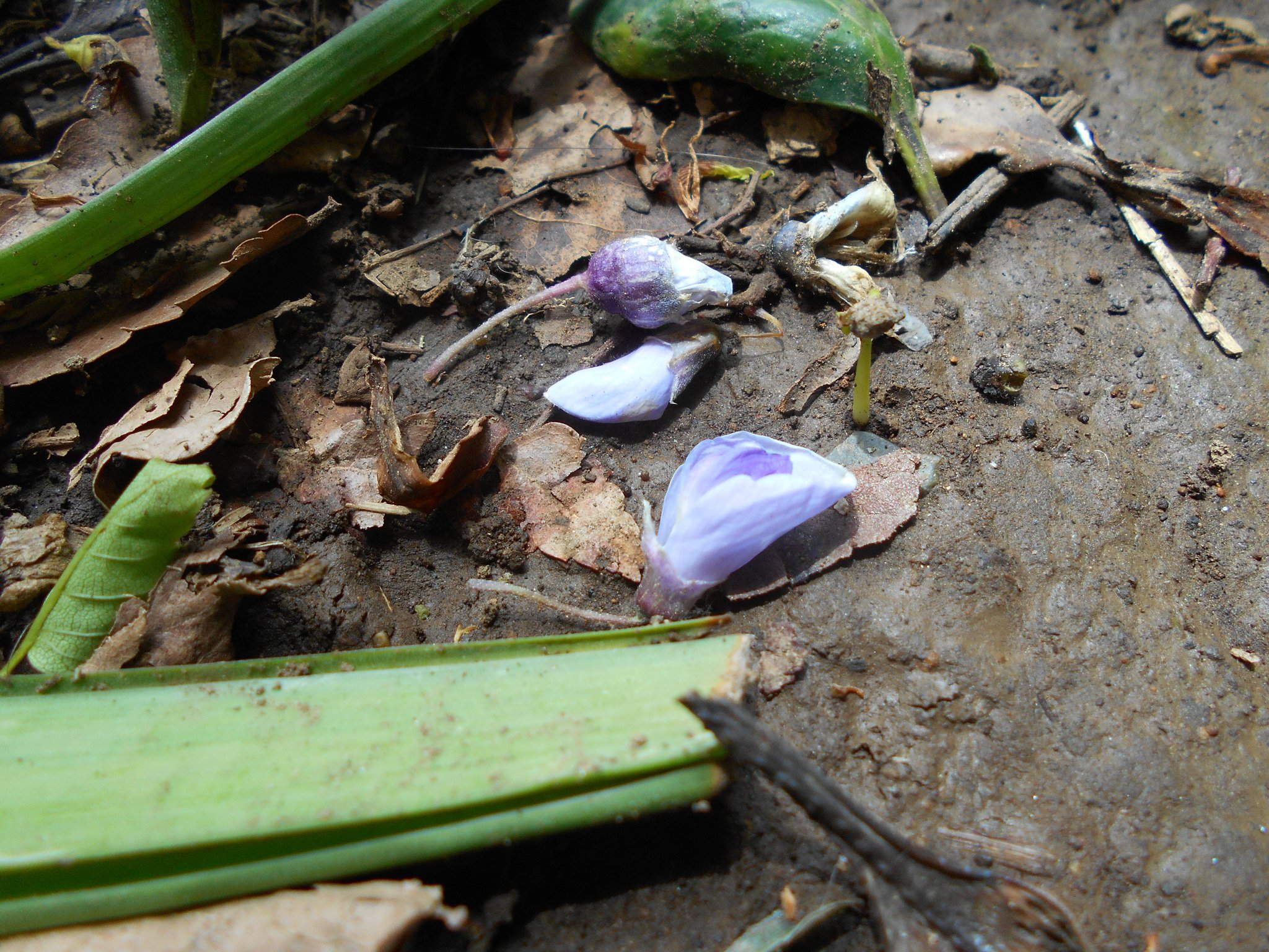 Mokokamon 葛の花 踏みしだかれて 色あたらし この山道を行きし人あり 釈迢空 海やまのあひだ 藤も散りはじめました 時の移ろいは早いですね Mokokamon 葛の花 踏みしだかれて 色あたらし この山道を行きし人あり 釈迢空 海やまのあひだ 藤も散りはじめました 時の移ろいは早いですね