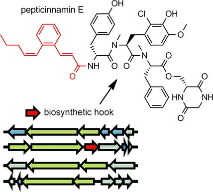 ChemBioChem's tweet photo. Rediscovery/#biosynthesis of farnesyl #transferase #inhibitor pepticinnamin E (Li @UNCResearch) #ChemBioTalents #bioinformatics https://t.co/eus0u3D2Q9 https://t.co/fVVGmp0wTy