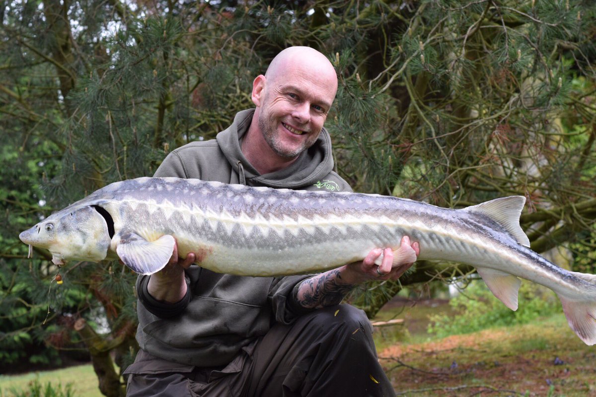North East Baits Mark Darnill 
4 sturgeons. One weighing in at just over 41lb. Pva mesh bags with North East Baits Reaper liquid soaked pellets, worm, corn toppers, red alert and Northern spice hook baits did the bites with Deception end tackle facebook.com/northeastbaits/