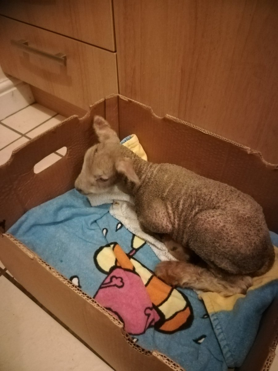 Sammyjo2000's tweet image. Up at 6am to feed the guest!! #vineyardfarmshop #cute #dontknowwhatiamdoing!!!