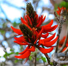 EditorJmbt's tweet photo. Evaluation of the #Antimicrobial Activity of Erythrina abyssinica Leaf Extract
https://t.co/BU6oUXygW3 https://t.co/wnL9hRePeP