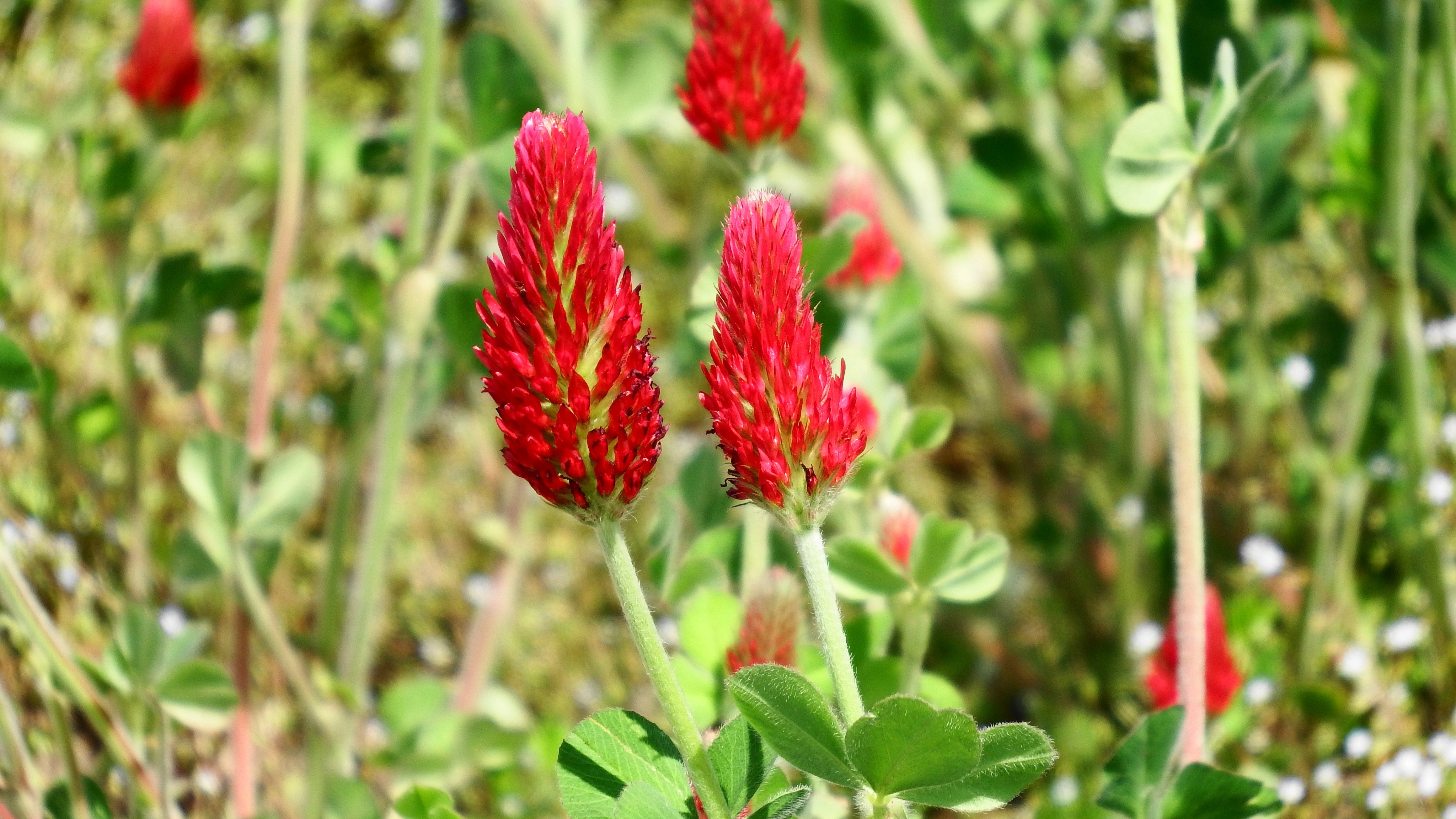 تويتر Cheeco 体調により ゆっくり のんびりいたします على تويتر Imasaki Hiroshi 綺麗ですね 昔は良く蓮華が色々の畑で作られていた様ですが 何と牧草として 可愛い お花ですからね 一面に咲いているのを見ると 本当に素敵なものですね