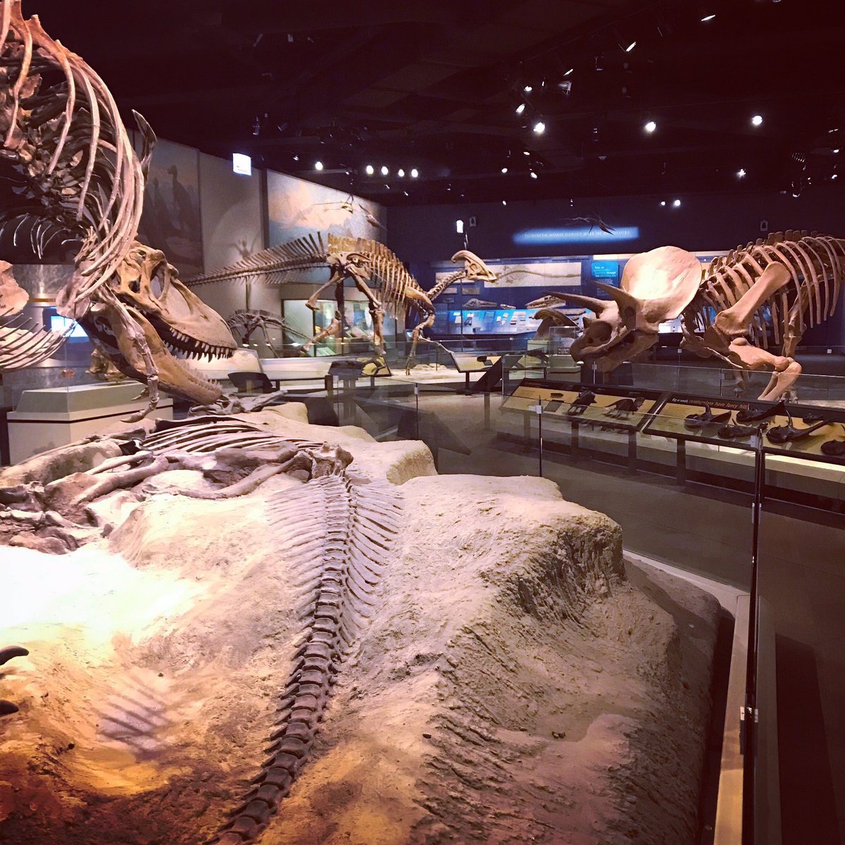 chrismcgarrity's tweet photo. #fossilfriday: my own private view of Daspletosaurus, Parasaurolophus, and Triceratops... at 6am... @FieldMuseum #evolvingplanet https://t.co/LRk3zZAE4J