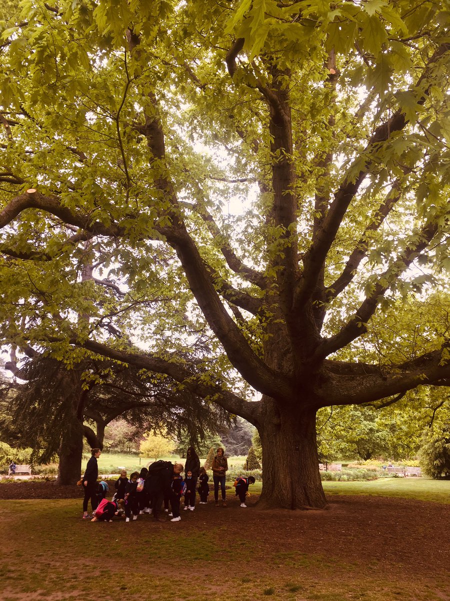 RMSCadogan's tweet image. Busy learning all about a Red Oak from America #RMSReception