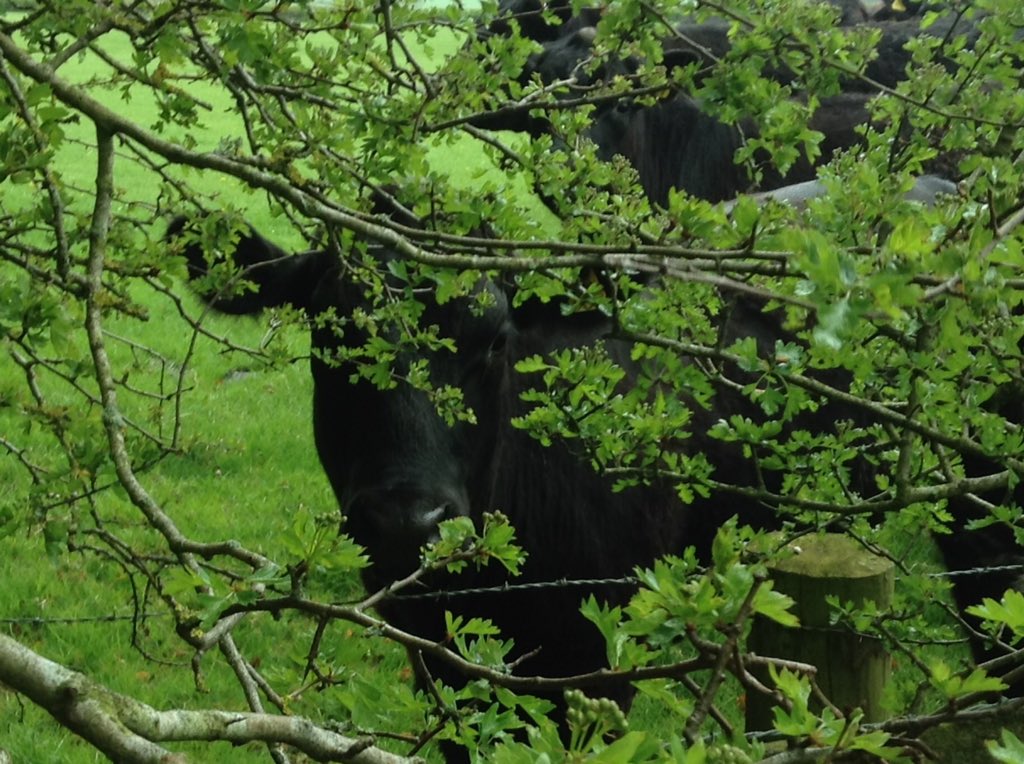robsonandcowan's tweet photo. Can you see me ? #AngusX Heifers #TurnoutTime #BritishBeef https://t.co/J7LobgNkIx