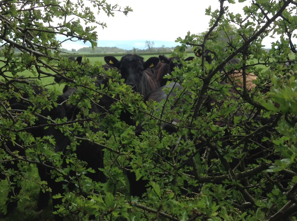 robsonandcowan's tweet photo. Can you see me ? #AngusX Heifers #TurnoutTime #BritishBeef https://t.co/J7LobgNkIx