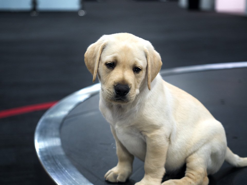 We were thrilled to welcome some very special L-Platers to Avalon this week. These pups are training to become an elite team of detector dogs, and this very important mission was a socialisation exercise.