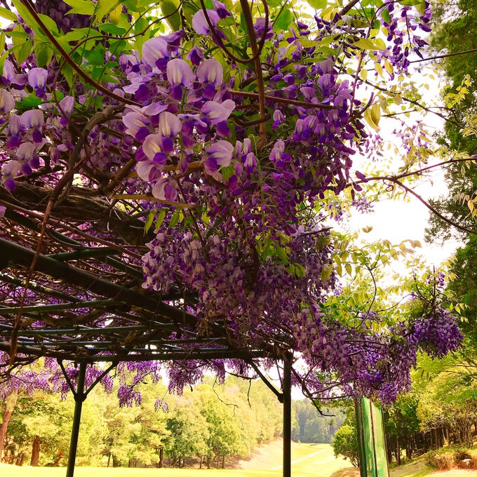 旗包みのtwitterイラスト検索結果 古い順