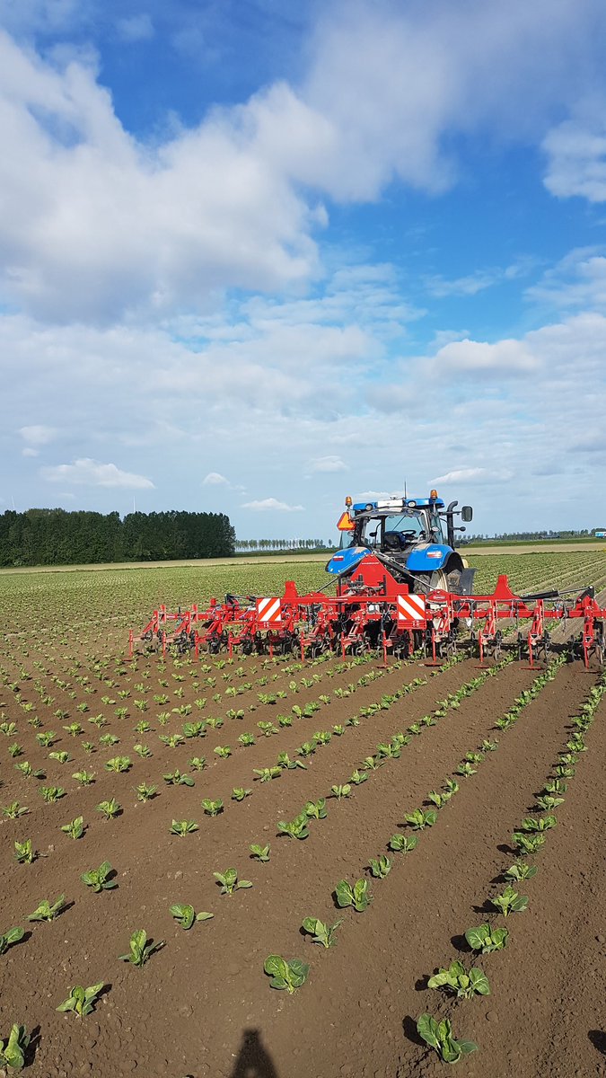 Hoewel het nog een poosje duurt voordat onze spruitjes geoogst worden, zijn wij al druk bezig om het gewas te verzorgen. #onkruidbestrijding