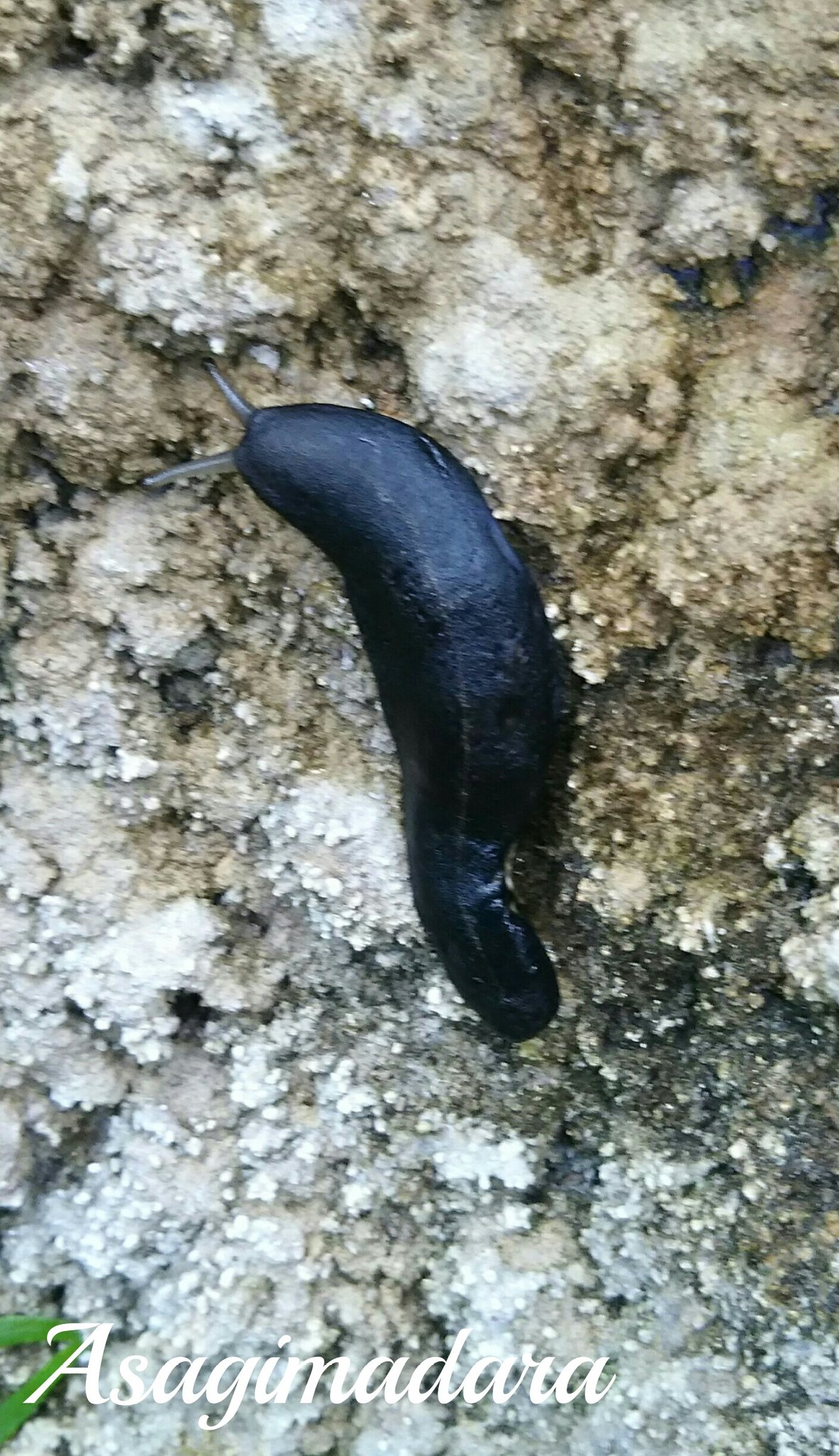تويتر 浅黄斑蝶 على تويتر 放蝶園にいた蝶以外の生き物 黒いナメクジ 初めてみた 種類なんだろ 後カメムシの幼虫もいました 足立区生物園 T Co Mh044fbcog