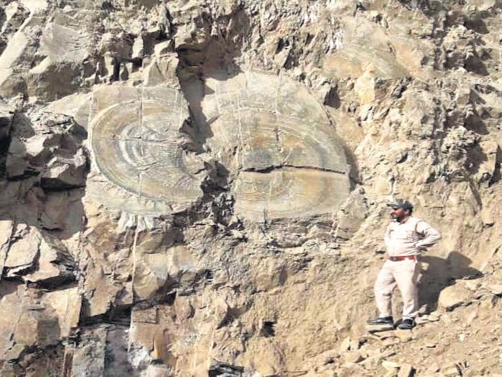 A 67 million years old tree fossil from the Mesozoic era(250 to ~65 million years ago has been discovered in Shimla dist of Himachal pradesh. Breathtaking discovery! Look at mammoth gymnosperm trapped and merged inside layers of rock. https://www.tribuneindia.com/news/himachal/over-67-million-year-old-tree-fossil-found-in-shimla-district/767138.html