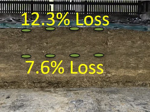 Ensiled sandbags were retrieved to calculate losses. Even though our clamps were well sealed with NO VISIBLE WASTE on surface, this INVISIBLE respiration and fermentation loss caused 12.3% in the top layers. This loss value DOES NOT include field or feedout losses