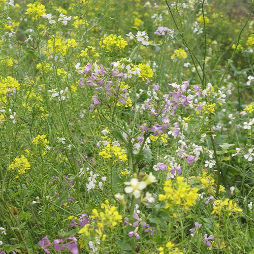 CollinsNets's tweet photo. Have you signed up to our email newsletters?
This week we will have links to new products, special offers and our cover crops & rescue mixtures price list for 2019.
Sign up here: https://t.co/eew5VbV3zn
#covercrops #gamestay #spypointtrailcameras #feedspinner #gamekeeping https://t.co/wLYygA6xfm