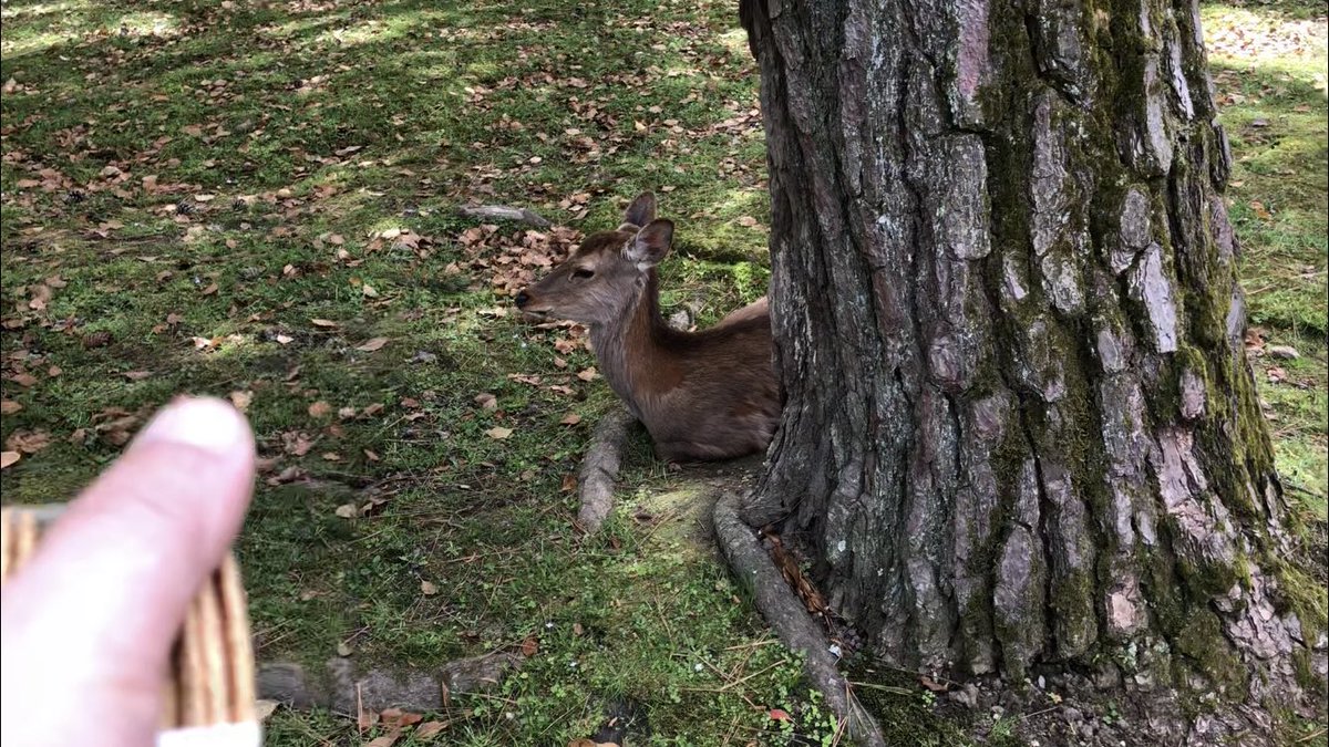 Gw真っ只中で奈良公園の鹿が鹿せんべいに飽きてしまう Togetter Gw真っ只中で奈良公園の鹿が鹿せんべいに飽きてしまう Togetter