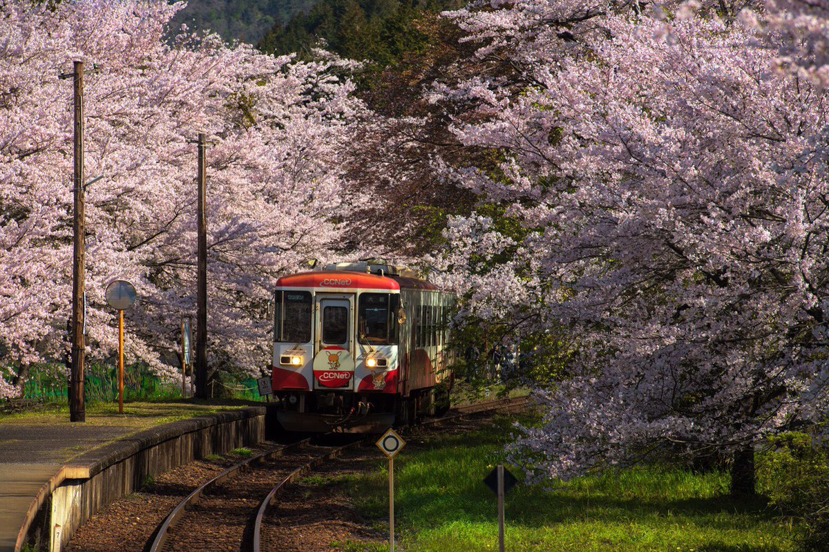 Atsushi Kobayashi 本気岐阜展実行委員会代表 در توییتر 樽見鉄道桜ダイヤ写真まとめ 昨シーズン以前の撮影も含む 1 木知原駅 2 高科駅 3 谷汲口駅 4 日当駅 樽見鉄道 桜ダイヤ 東京カメラ部