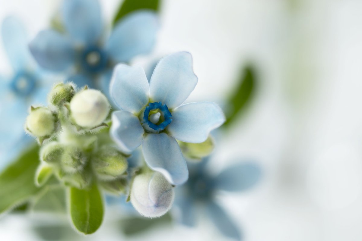 世界に咲く花 ブルースター その名の通りに5枚の花びらがまるで星のよう この名称は園芸上の呼名で和名は瑠璃唐綿 ルリトウワタ 英語では Tweedia や Southern Star と呼ばれている 花言葉は 幸福な愛 信じあう心 世界に咲く花 ブルースター その名の通りに5枚の花びらがまるで星のよう この名称は園芸上の呼名で和名は瑠璃唐綿 ルリトウワタ 英語では Tweedia や Southern Star と呼ばれている 花言葉は 幸福な愛 信じあう心