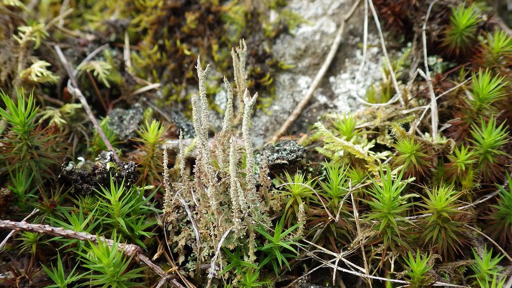 TheBotanics's tweet photo. Missed @BenmoreBotGdn on #Lanward last night? Catch it tonight on @BBCOne Scotland at 19:30. To explore the wee world of lichens for yourself, pick up a Lichen Safari Trail booklet @BenmoreBotGdn.
Cladonia squamosa https://t.co/V17AUyDOKl
