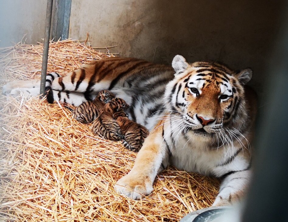 MusicalReports's tweet image. Gisteren is Siberische tijger Angara bevallen van drie jongen: Aida, Radames en Amneris. Moeder Angara en haar welpjes maken het goed. Sinds 2017 leeft Angara op Safaripark Beekse Bergen

De drie jongen zijn vernoemd naar de hoofdkarakters uit Aida
Foto: Mariska Vermij – van Dijk