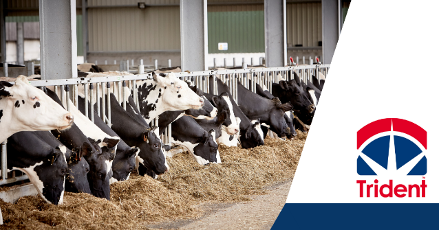 tridentfeeds's tweet photo. Body condition loss in early lactation can have negative impacts on fertility & milk production in the future. Using a rumen protected fat increases the energy density of the ration allowing cows to maintain body condition & yields #TeamDairy #GoldenFlake https://t.co/nNHHkiAilg