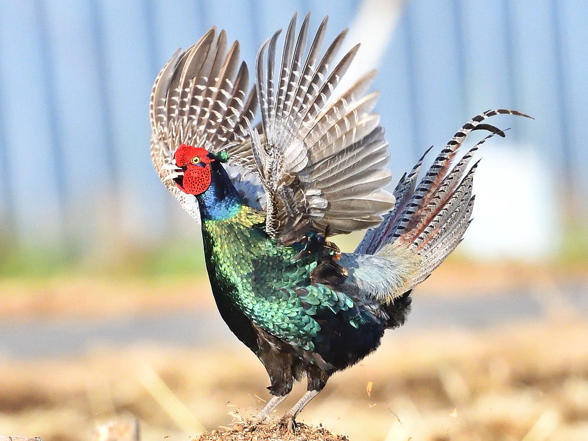 キジの雄 Twitter પર હ શટ ગ キジの雄 Twitter પર હ શટ ગ