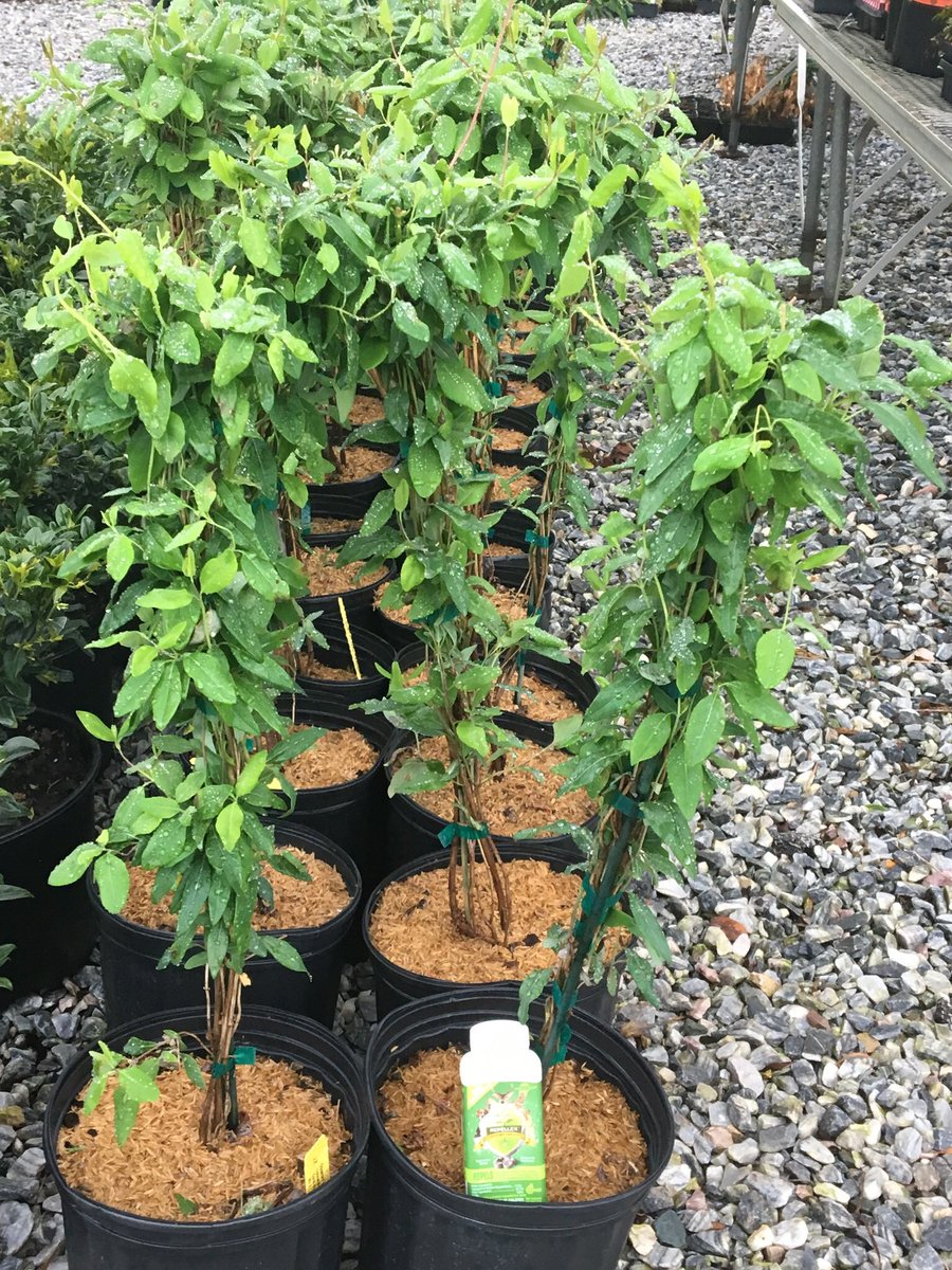 cswndan's tweet image. Pretreated 44 honeysuckle with #Repellex systemic deer and rabbit repellent for a customer this morning. Under irrigation it should be absorbed by the plant in a week. Season long control so no spray equipment and retreatments. #CSWN Get Some😎