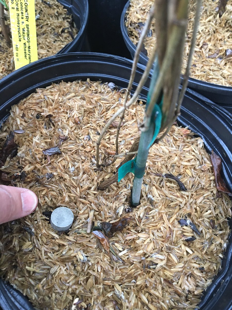 cswndan's tweet image. Pretreated 44 honeysuckle with #Repellex systemic deer and rabbit repellent for a customer this morning. Under irrigation it should be absorbed by the plant in a week. Season long control so no spray equipment and retreatments. #CSWN Get Some😎