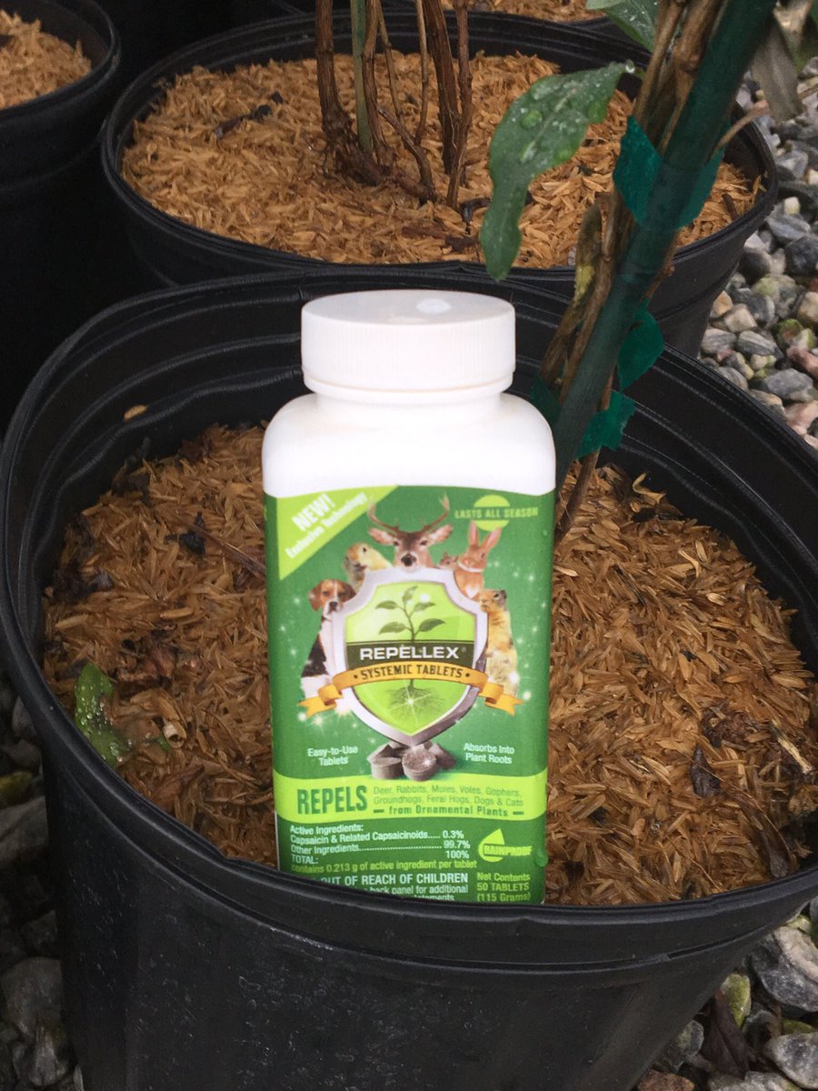 cswndan's tweet image. Pretreated 44 honeysuckle with #Repellex systemic deer and rabbit repellent for a customer this morning. Under irrigation it should be absorbed by the plant in a week. Season long control so no spray equipment and retreatments. #CSWN Get Some😎