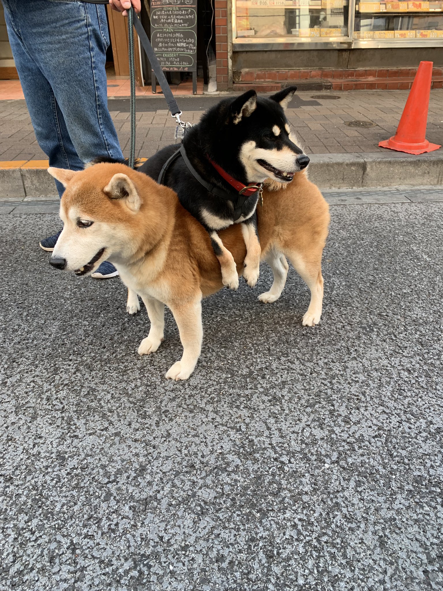 れいか 今日三軒茶屋におられた歩くのが嫌な柴犬さまが可愛すぎた T Co Yiqoal9kic Twitter