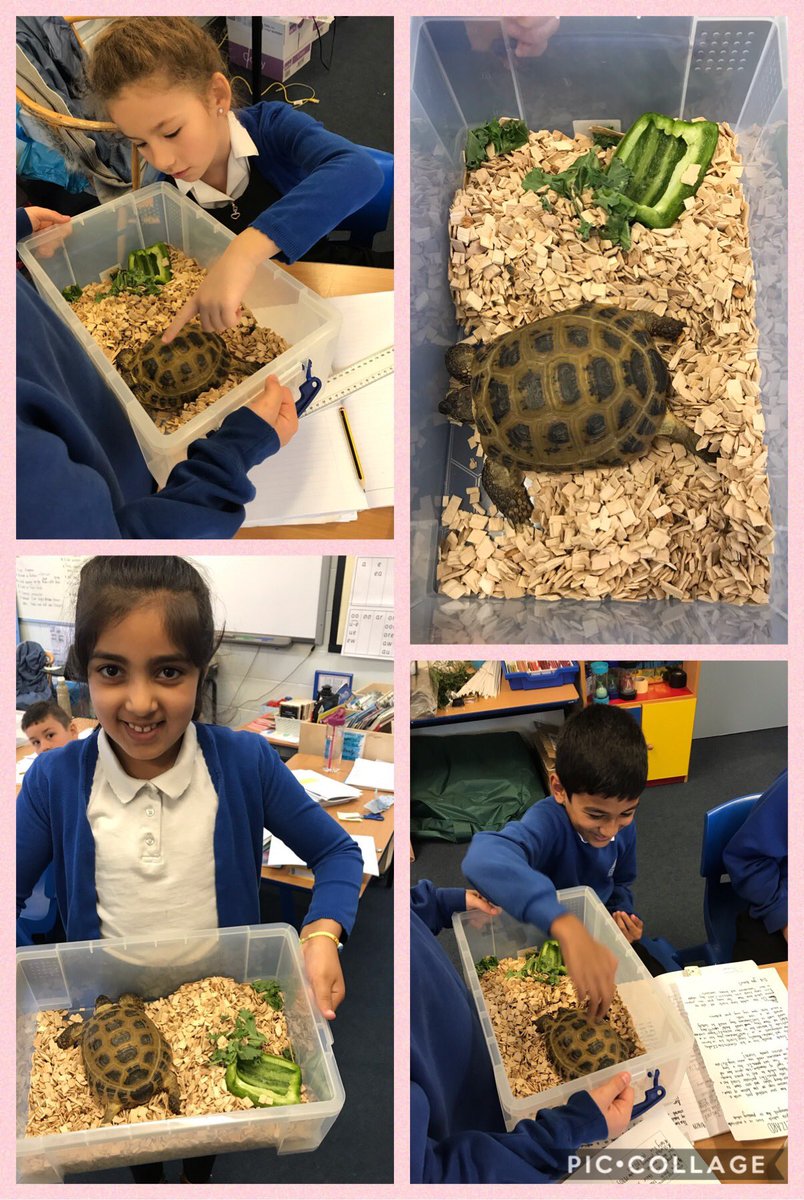 DeneYear's tweet photo. This morning year 3 met a tortoise just like Alfie in our new novel this half term (Esio Trot). We were able to find out lots about how to look after these amazing creatures.  @eastdene_ https://t.co/50CCnPsKsN