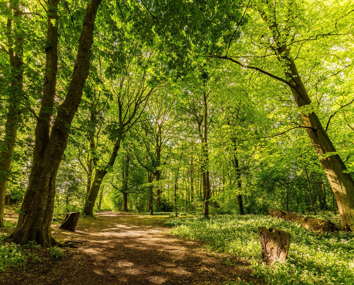 Come along & enjoy the woods at this fine time of year #GMWALKINGFESTIVAL facebook.com/events/4093837…  GMWALKING.CO.UK