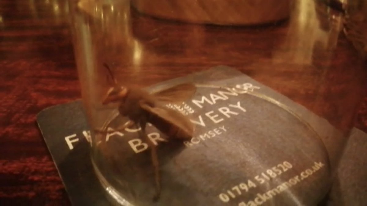 We were called to a suspected Asian Hornet in a pub last night. It had been trapped under a glass. We managed to confirm it was a queen European Native Hornet and it was let go. Rather called out to a false alarm then not called at all.