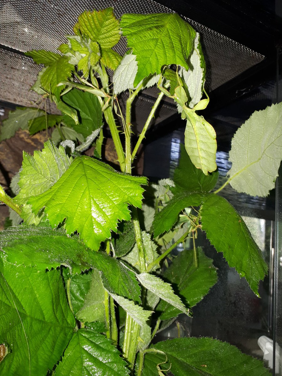 joanna_bela's tweet photo. @waldraeubers Darf ich unsere #Phylliidae u d ihr Gelege vorstellen? Merkwürdigerweise haben wir dieses Jahr unheimlich viele Männchen...
P.S. gibt es Neuigkeiten von #Fridoin? https://t.co/PSxn0hAL9L