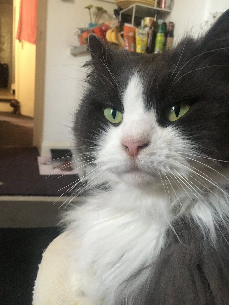 RulesRuby's tweet photo. @AwwwwCats Obviously. #cattruths https://t.co/yyDWHsC7Dd
