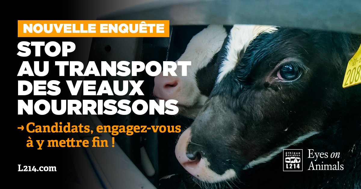 MarcoLinus1's tweet photo. 🔎 @NathalieLoiseau @Renaissance_UE, comptez-vous interdire le transport d'animaux non sevrés si vous êtes élue ?
Engagez-vous en faveur des animaux, signez #Vote4Animals ! 
👉🏼https://t.co/r5sqreFQXU
 #Européennes2019
https://t.co/GF7LQpnliJ