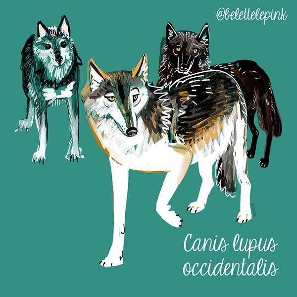 BeletteLePink's tweet photo. #wolvesoftheworld challenge by @BeletteLePink follow the hashtag #wolvesoftheworld2019 on IG and twitter Day 1 Northwestern Wolf (Canis lupus occidentalis ) #wolfart #belettelepink #animalart #wolfchallenge #wolflovers https://t.co/JzjZDHu40p https://t.co/QKHW6tm8HY