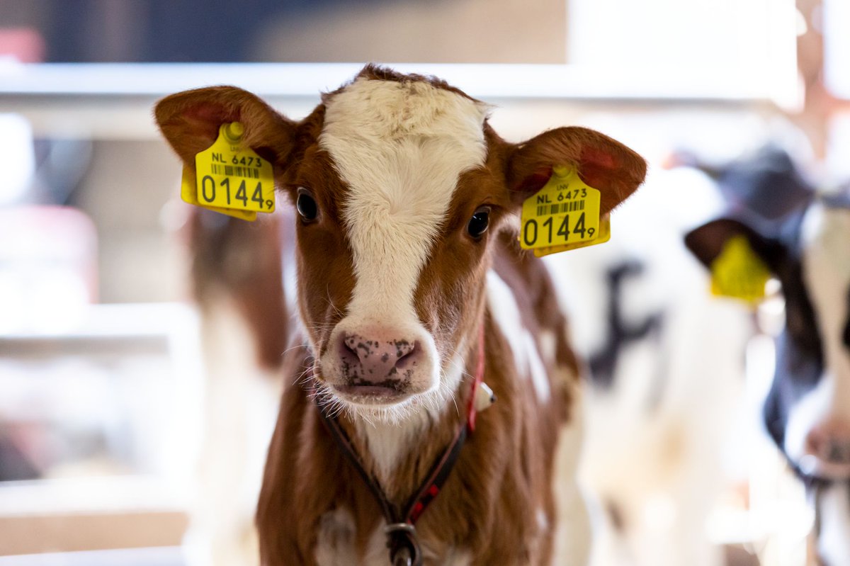 LelyHolding's tweet photo. Did you know that the Lely Calm can provide 25 to 30 calves with fresh milk or milk powder? In this way, calves receive precisely what they need to grow and develop into cows. #Lely #BrightFarming
Read more at: https://t.co/rqUEnao2dv https://t.co/4RTnv8VS2q