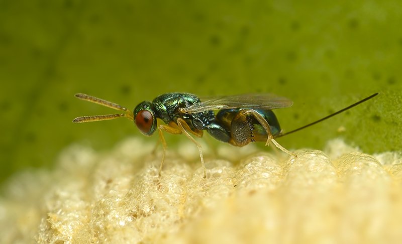 inbiodiversity's tweet photo. A Mantis parasitic wasp (Podagrion sp.), observed by Sunny Joseph, on an Orange tree in his garden in Kakkanad, Kerala. 
See his observation and notes: https://t.co/5EifMhr2Ck
#biodiversity #citizenscience #photography #Keralabiodiversity #Westernghats https://t.co/QEwx6r5faz