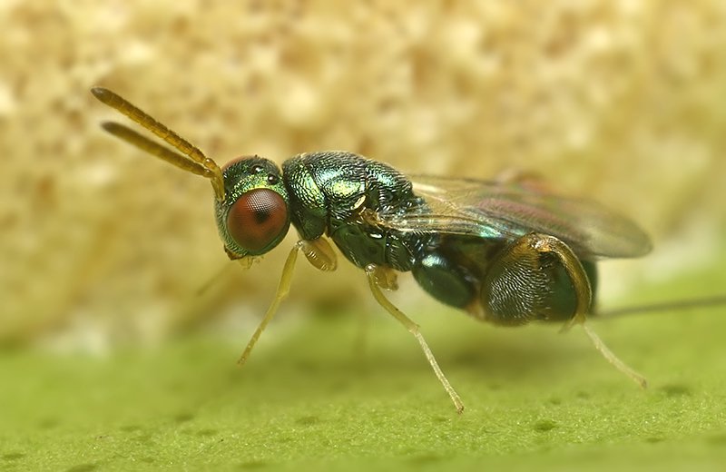 inbiodiversity's tweet photo. A Mantis parasitic wasp (Podagrion sp.), observed by Sunny Joseph, on an Orange tree in his garden in Kakkanad, Kerala. 
See his observation and notes: https://t.co/5EifMhr2Ck
#biodiversity #citizenscience #photography #Keralabiodiversity #Westernghats https://t.co/QEwx6r5faz