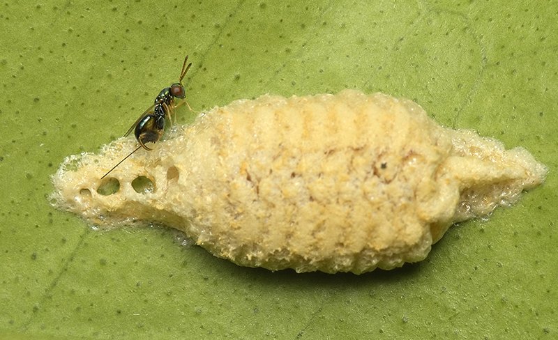 inbiodiversity's tweet photo. A Mantis parasitic wasp (Podagrion sp.), observed by Sunny Joseph, on an Orange tree in his garden in Kakkanad, Kerala. 
See his observation and notes: https://t.co/5EifMhr2Ck
#biodiversity #citizenscience #photography #Keralabiodiversity #Westernghats https://t.co/QEwx6r5faz