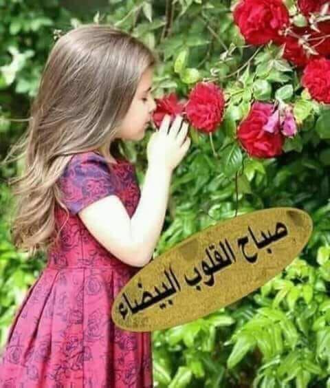 warda tweet media