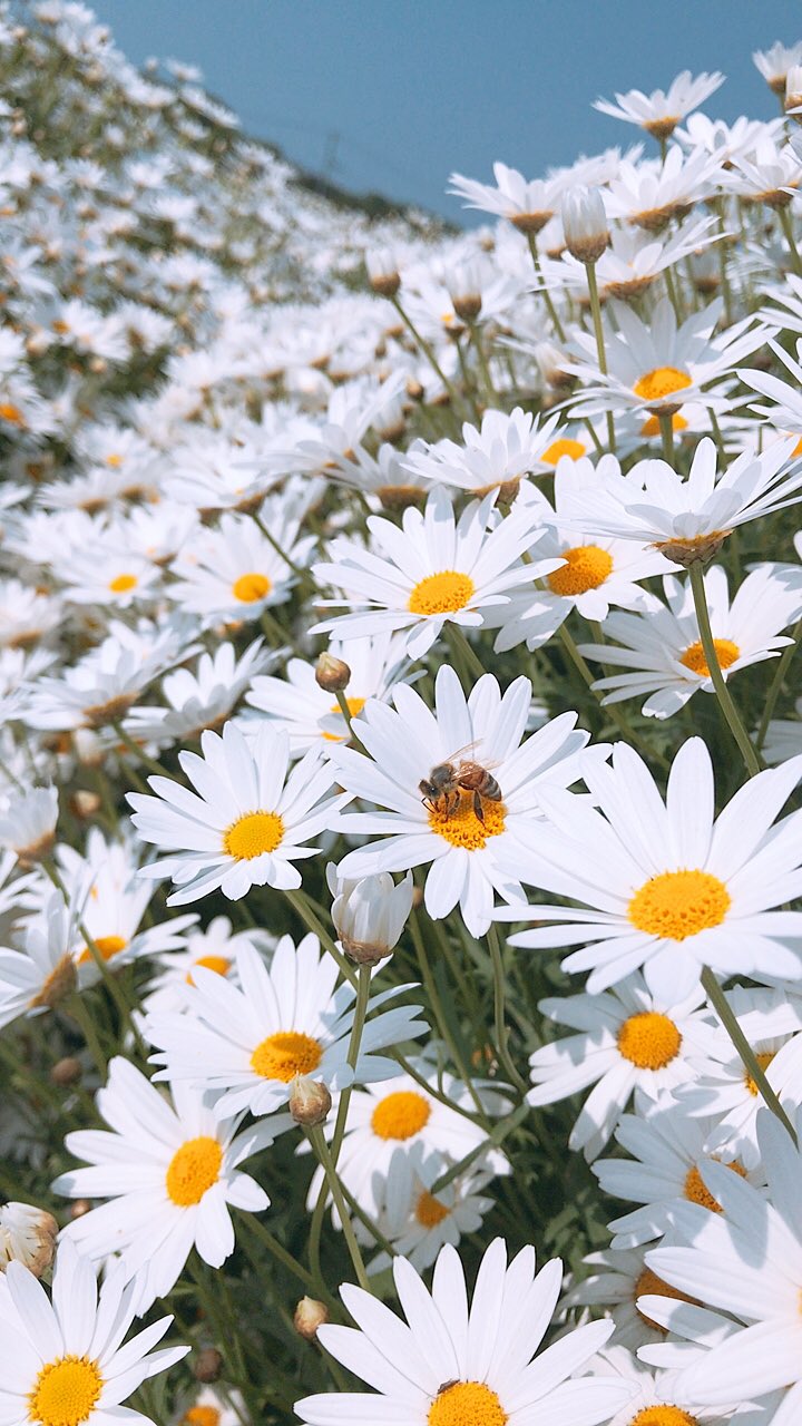 マーガレット畑 Twitter Search Twitter