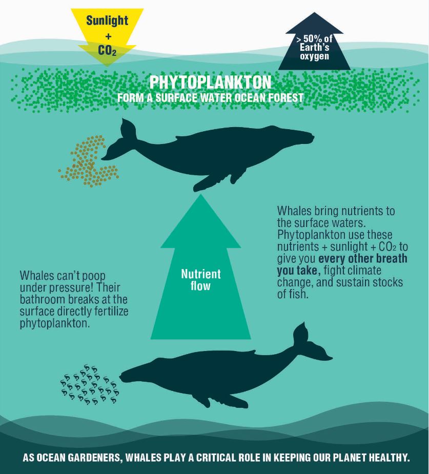 Whale and Dolphin Conservation (WDC) tweet media