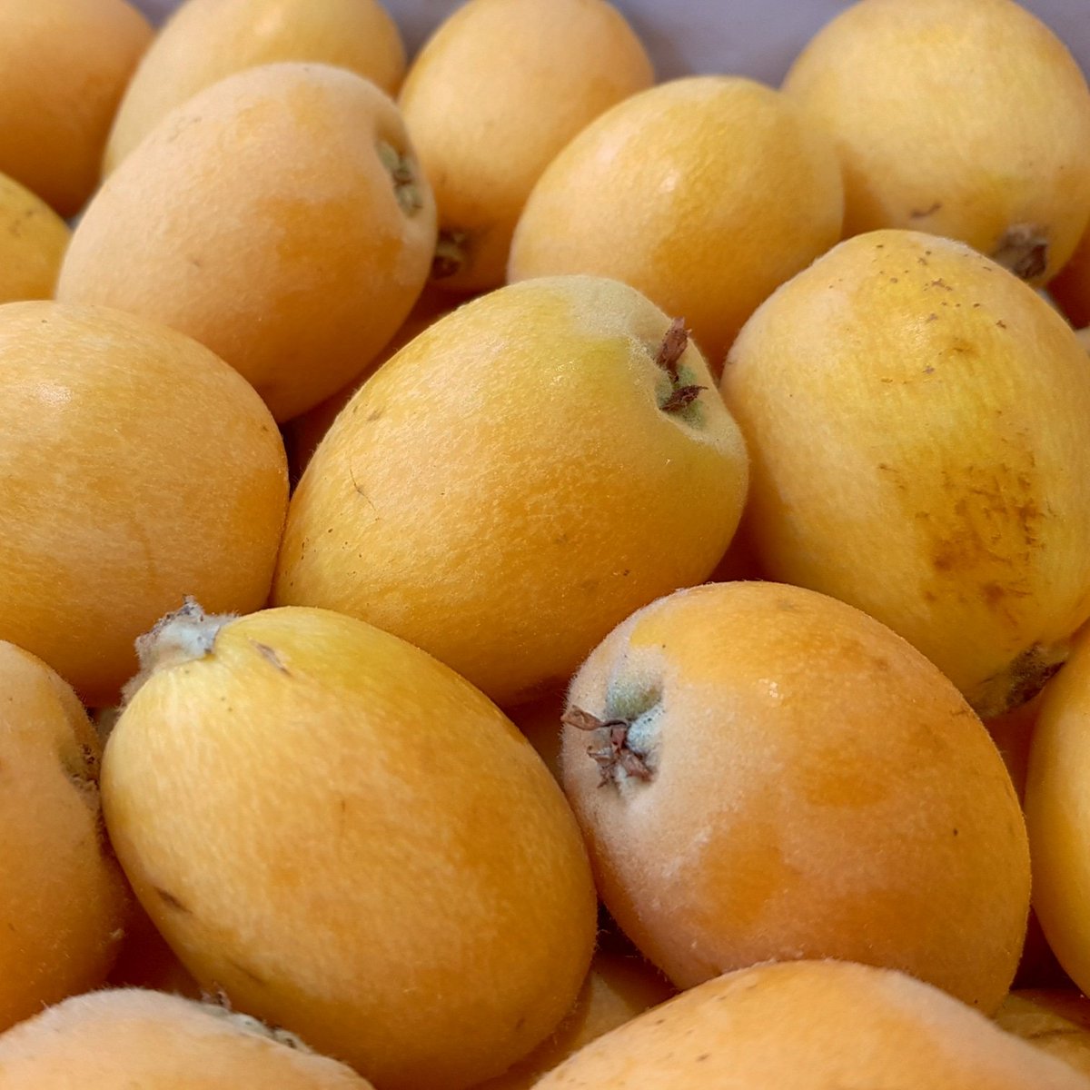 NISPEROS or LOQUATS Spain
Yellowy orange pear shaped fruit with large and hard seeds, has sweet flavour like a mixture of Apricot, Apple and Plum.
For enquiry sales@premierfruits.com