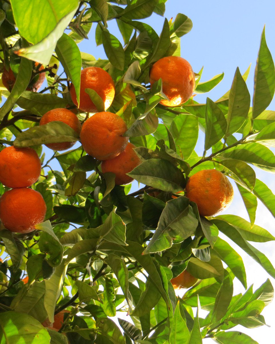 NaranjasChe's tweet photo. 🔸 Mucha vitamina C, 🔸 flavonoides y 🔸 Aceites esenciales.

¿Necesitas más motivos?
#Mandarinas #Ecológicas 🍃 recién recolectadas, desde 
📍 Sagunto - Valencia

@NaranjasChe #NaranjasChé #Bio #Ecológico #Eco https://t.co/Lp8bkqg0pv