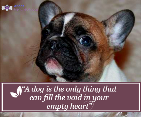 “A dog is the only thing that can fill the void in your empty heart” - Arlees French Bulldogs

Call Us: 714-402-0298

#frenchieforsale #frenchbulldogbreeder #frenchiebreeder #bestfrenchiebreeder