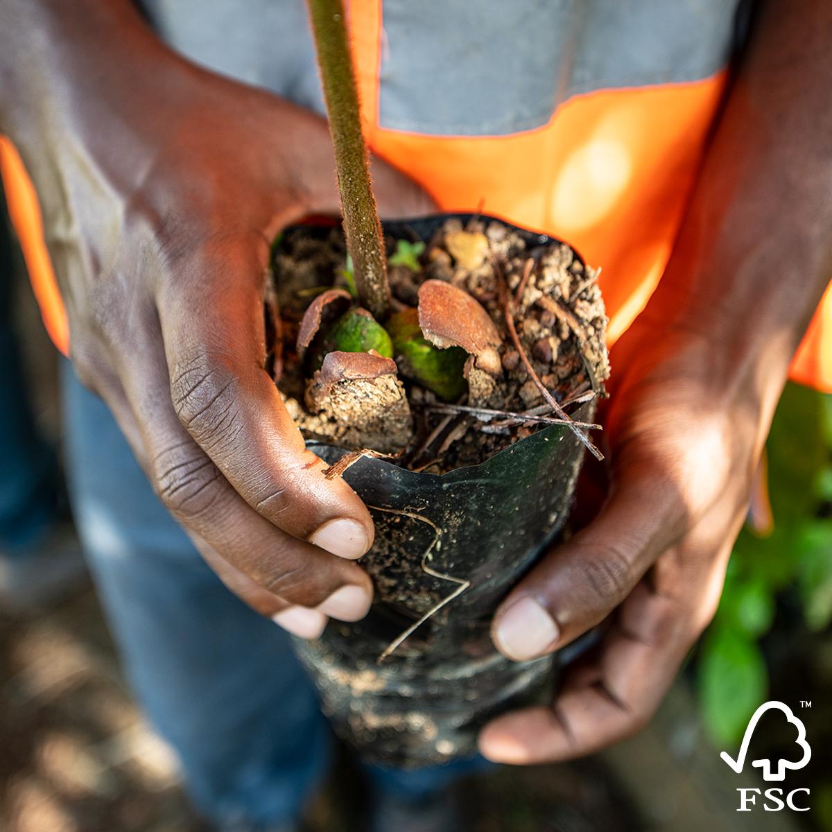 For a sustainable future, forests are key. Visit us today at the Global Festival of Action to hear more about how we contribute to the SDGs through responsible forestry. 🌳 #TogetherWeAreFSC ow.ly/Ccza50tU1W7