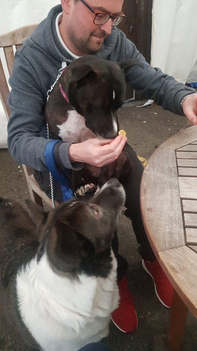 my new bruva has awwived!!! I am so happy frens, we luv each other very much...especially when daddy takes us to the beer festival for snacks!!! #adoptdontshop #Staffie #DogsofTwitter #titanicbrewery #doglove #staffordshirebullterrier #husky