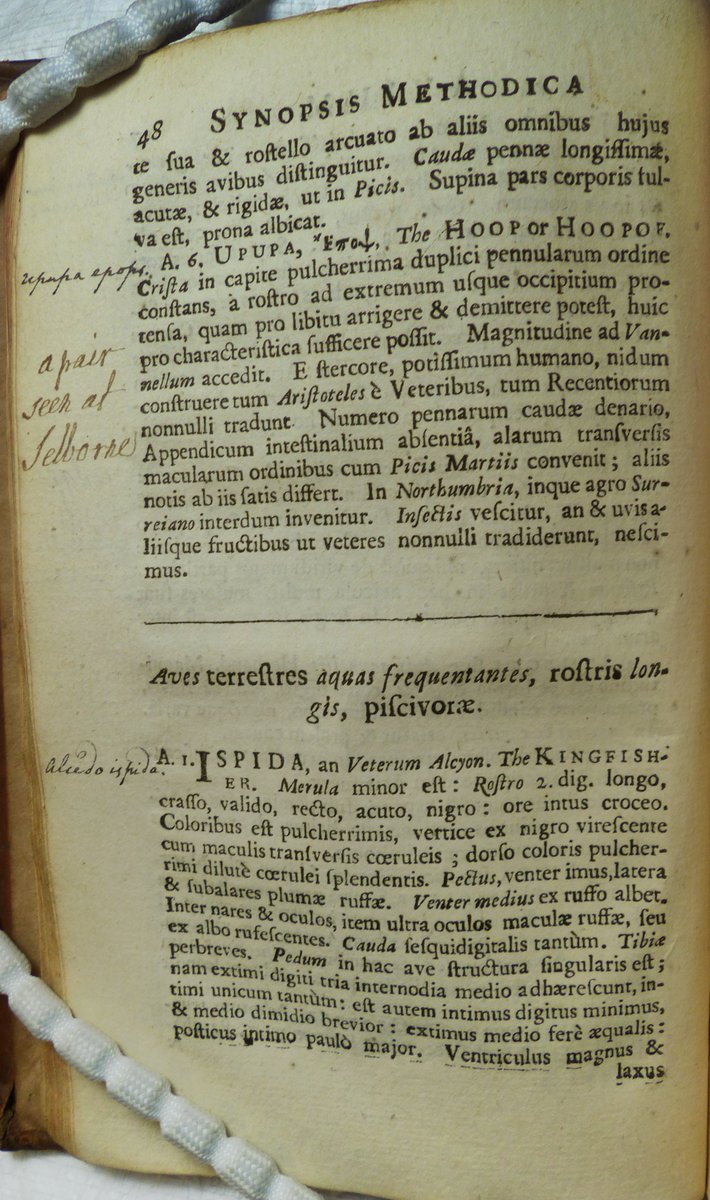 hpslib's tweet photo. New blog guest blog post from HPS #PhD student @EdwinRose3 on Gilbert White's copy of John Ray's โSynopsis Methodica Avium et Piscarumโ. Read all about it here: https://t.co/kCSxfZfMsL
#naturalhistory, #selbourne, #ornithology #marginalia https://t.co/i2ierhOnw9